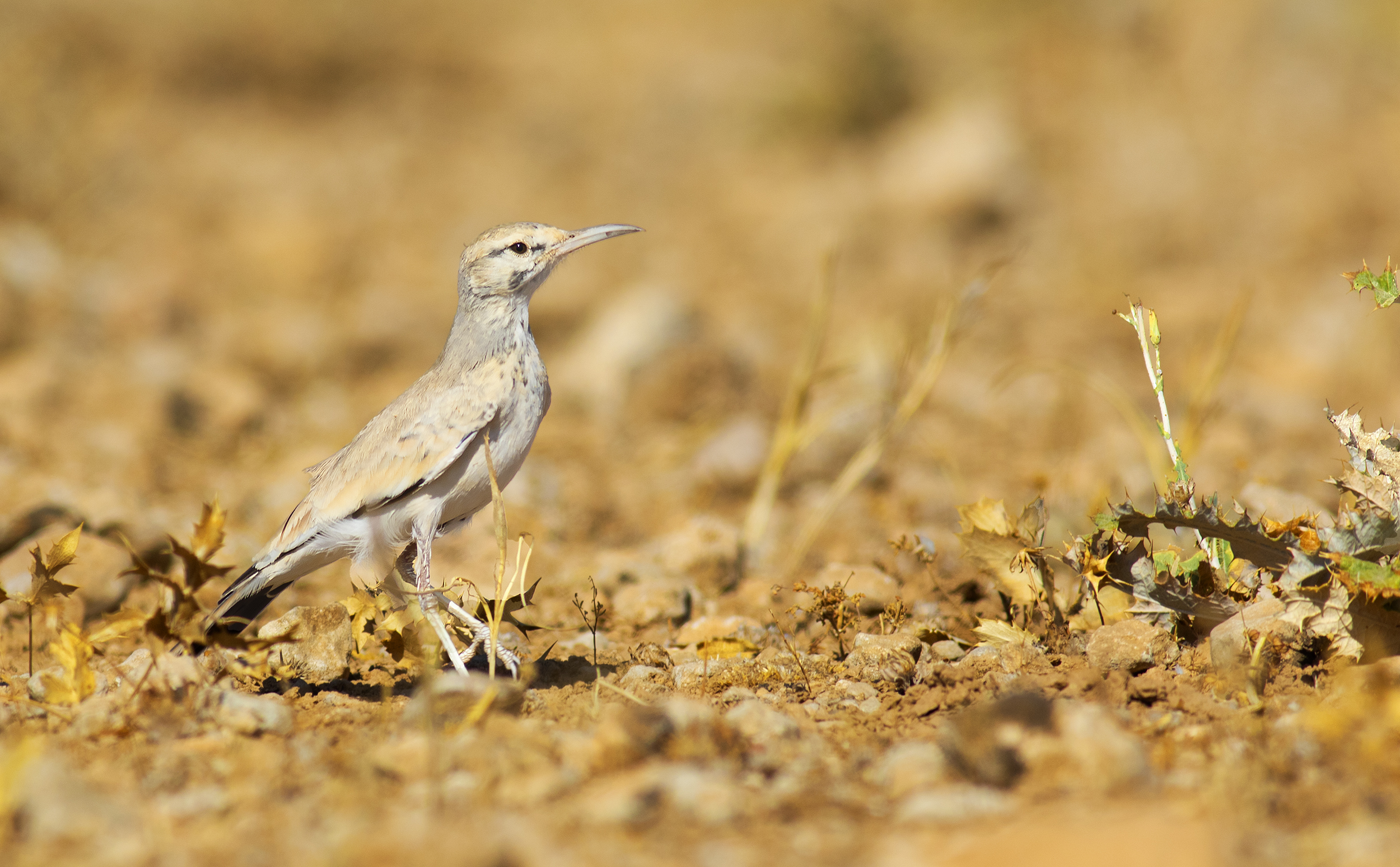 Greater Hoopoe-Lark